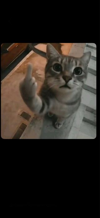 Отдам даром кошек