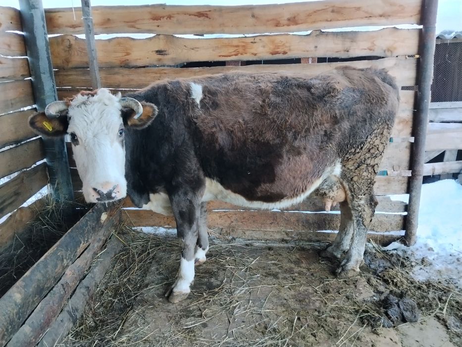 Продам корову на согым