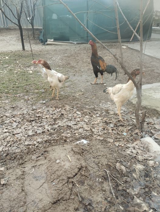 Дакан товулар, шамо.