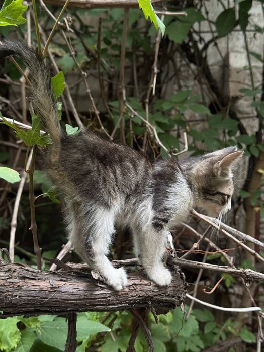 Два пацана котенка. Очень ласковые.