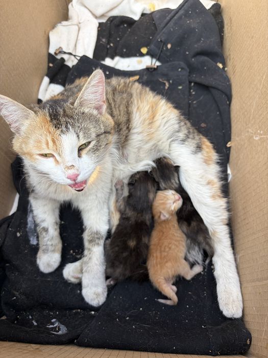 Котята им три дня