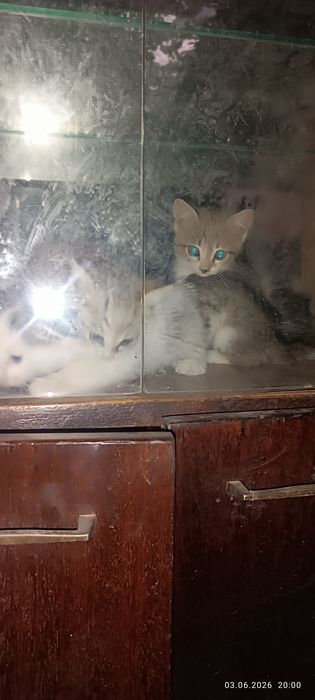 Кошка отдам даром
