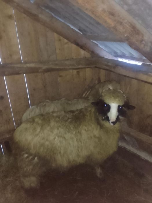 Noatin Brez de vânzare