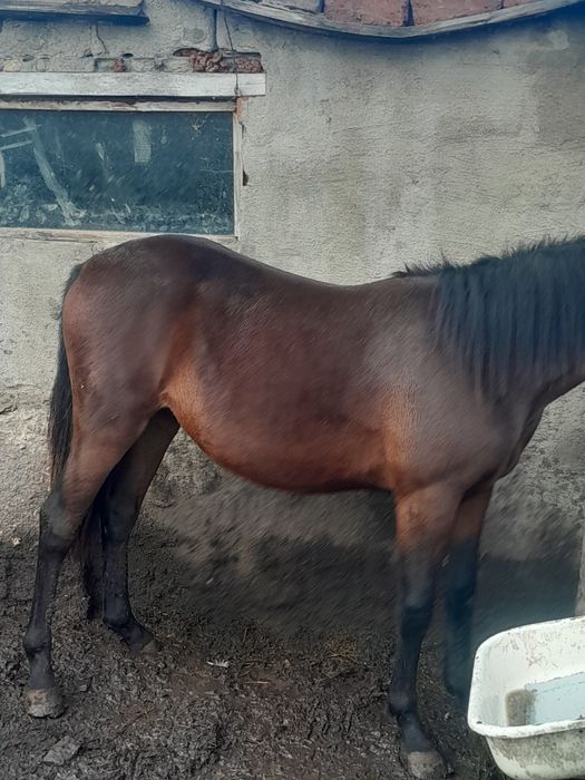 Продам тай с Чаглинка