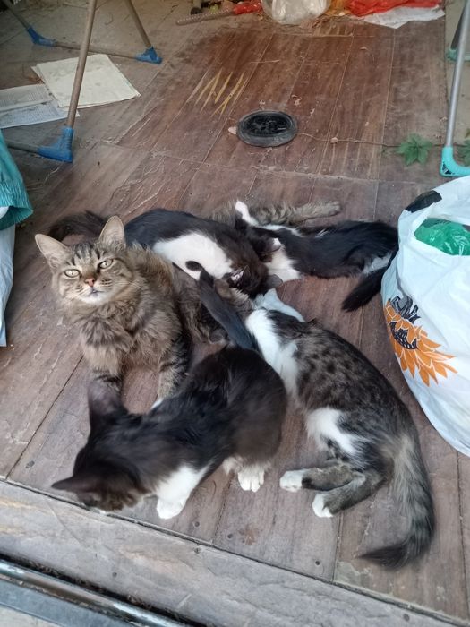 Отдам котят в добрые руки