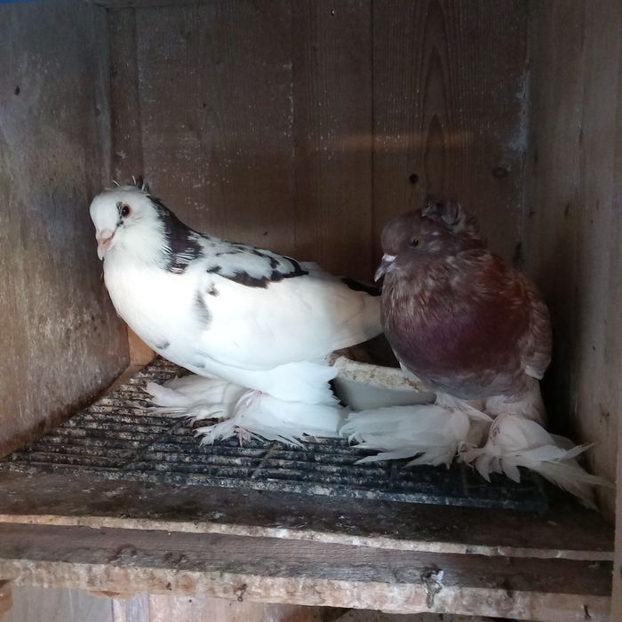 Porumbei uriasi maghiari 7 perechi