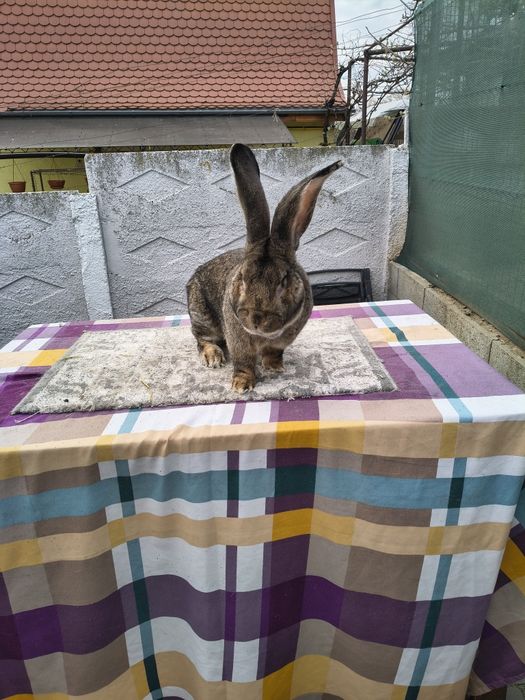 Disponibil mascul Uriaș German