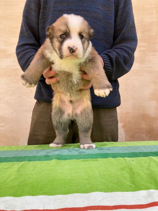 Щенок алабая ( Туркменский )