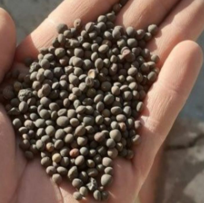 Samanta Măzăriche de primăvară Borceag recolta 2025,sac 25 kg