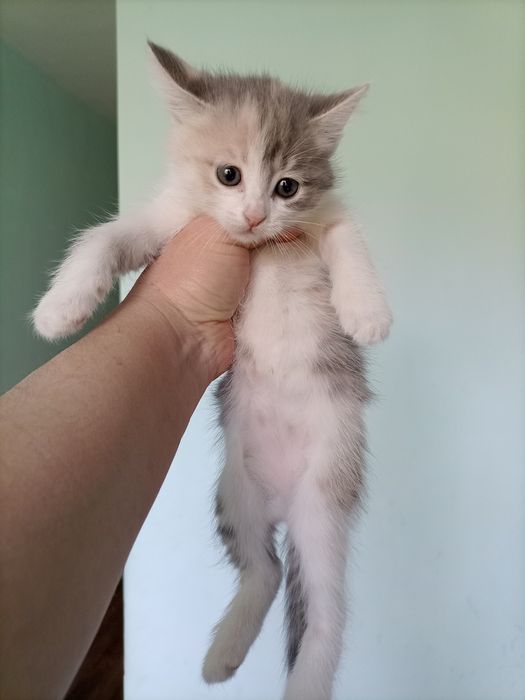 Котята в добрые руки.