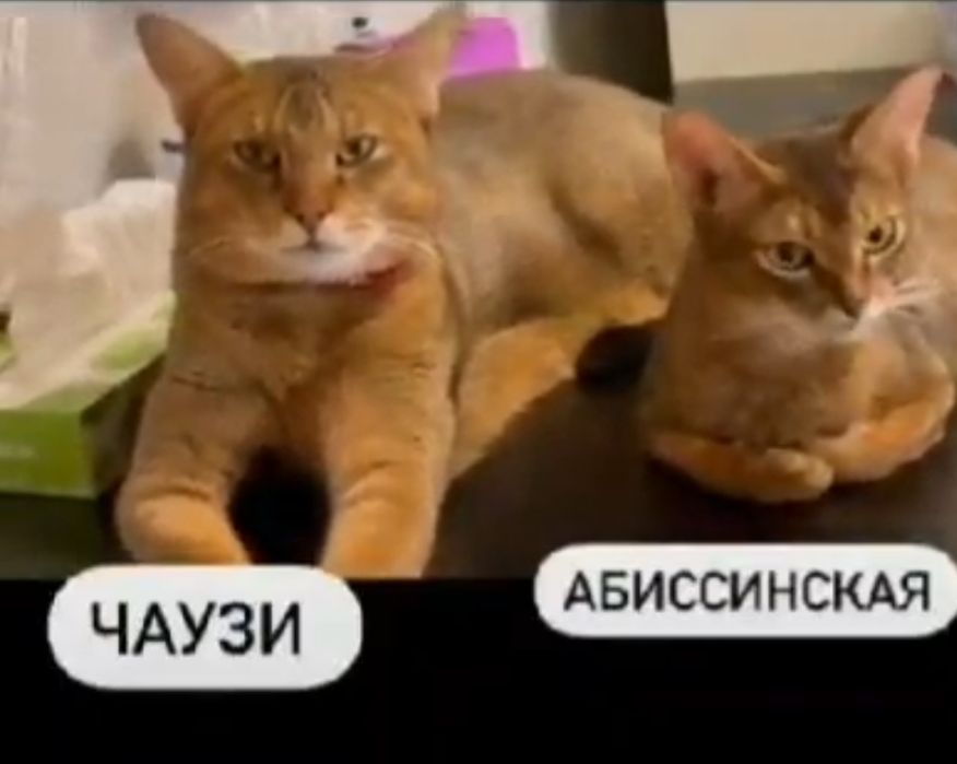 Самые ласковые кошки в мире