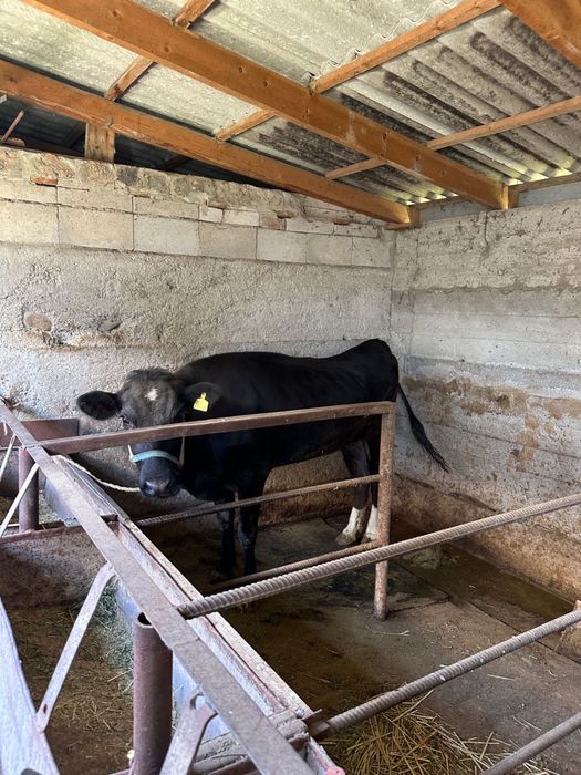 Сиыр Дөнежін сатылады