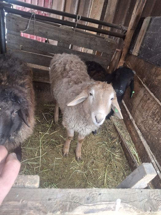 Продам тохтушек( кошкары )