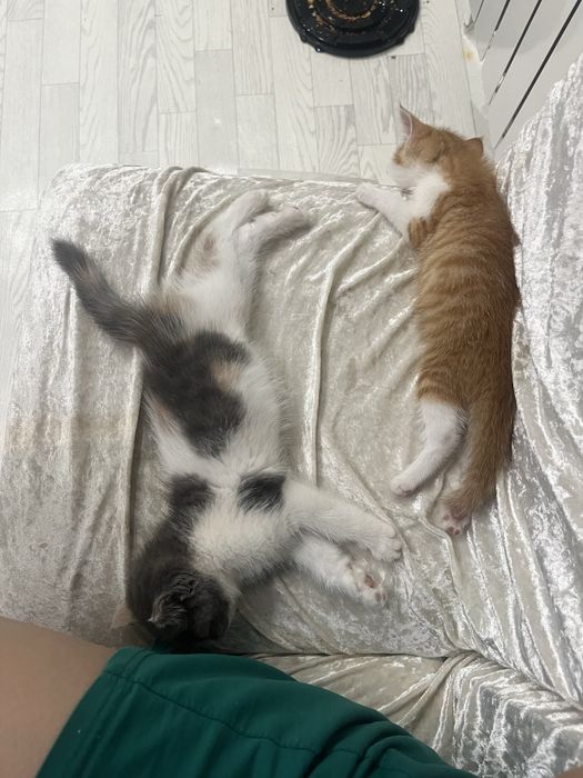 котенки оба девочки, по 2 месяца