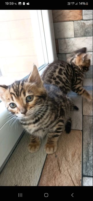 Породиста Бенгалска котка