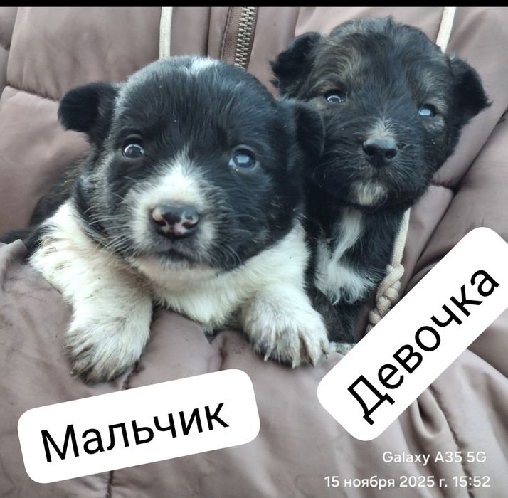 Отдам  щенят в добрые  руки