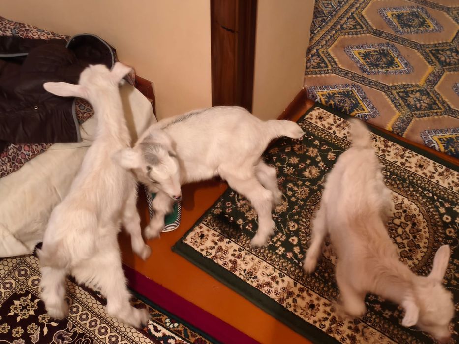 Лактар сатылады занен