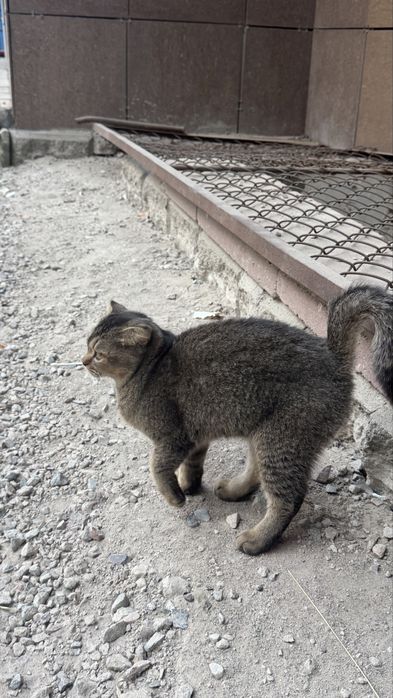 Кошечка  пристраивается