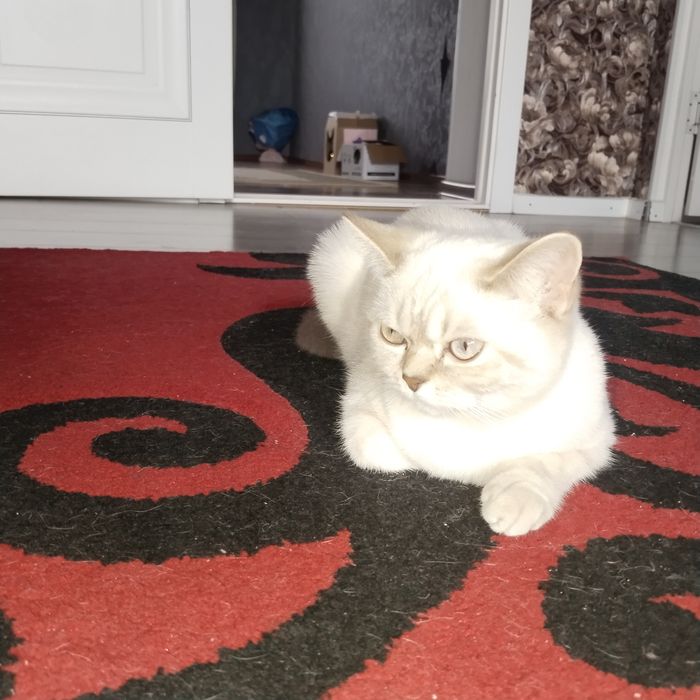 Шотланкая Скоттиш-страйт.