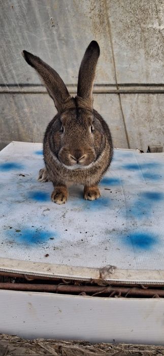 Vând iepure uriaș belgian