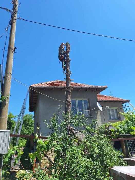 премахване на опасни дървета , косене