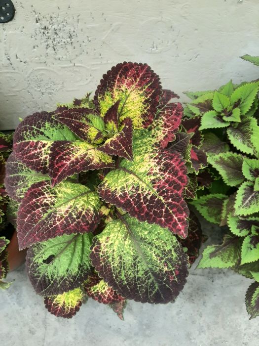 Продам колеусы срезами.