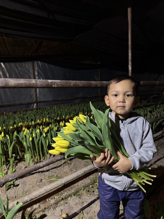 Тюльпаны на 8 марта оптом и в розницу