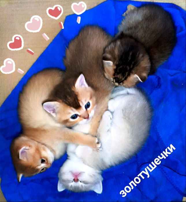 Британские котята