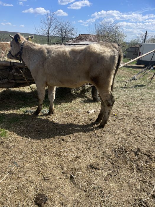 De vânzare doua vitele , mai multe detali la telefon