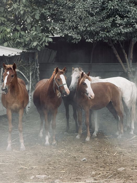 Желідегі жас BBW порно