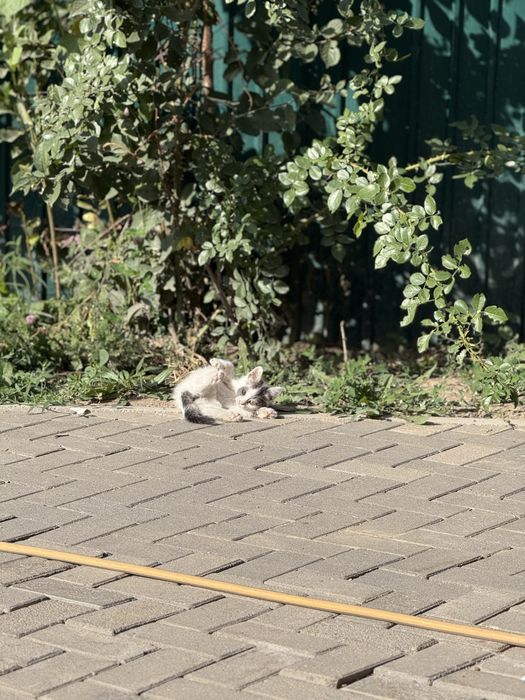 Отдам котят в добрые руки