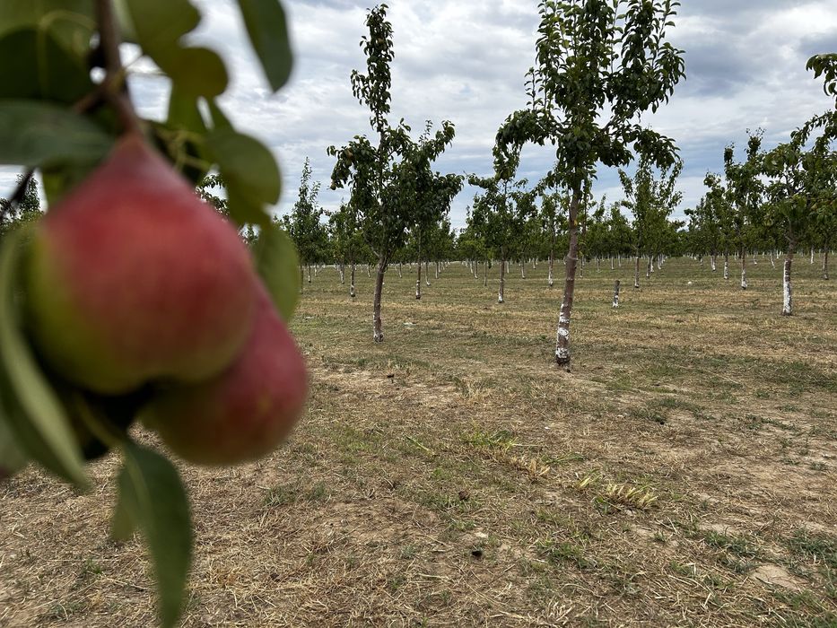Овощна градина, Круши
