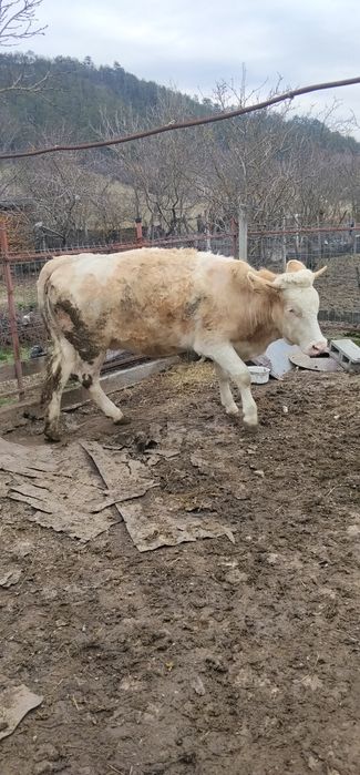 Vând junincă montată de 8 luni