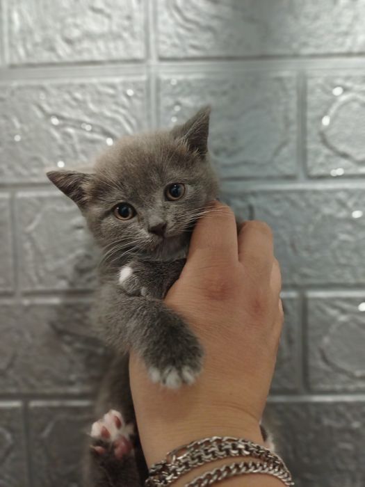 Отдам даром котят