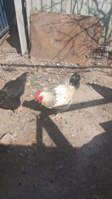 Курочки,петушки молоденькие