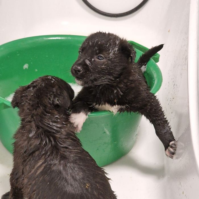 Щенки из приюта Хвостатый Рай