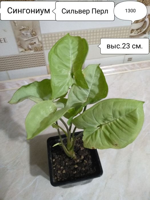 Продам Сингониумы