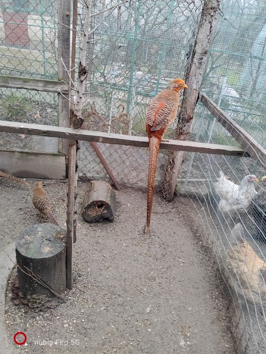 Pereche fazani auriu pe roșu dau și la schimb