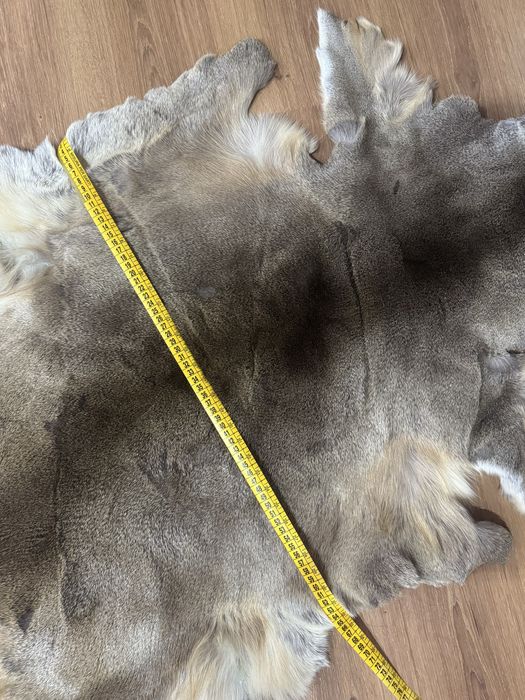 Trofeu Blana caprioara