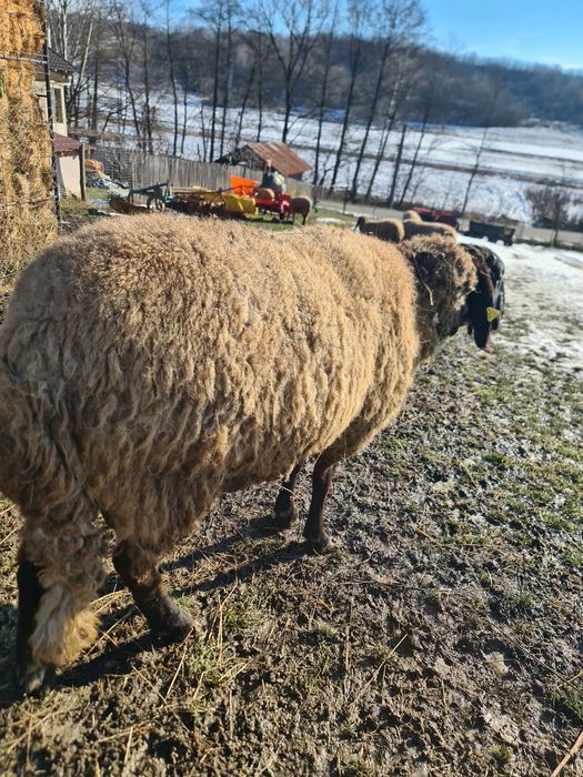 Vând berbec carabaș