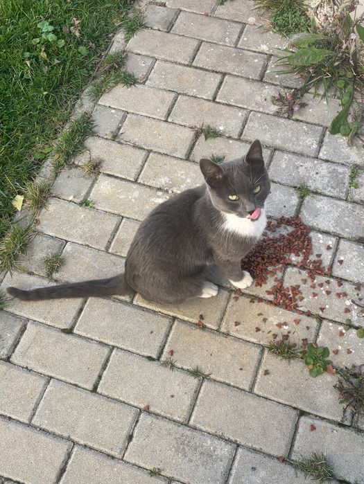 Motănel tânăr caută casă iubitoare – GRATUIT