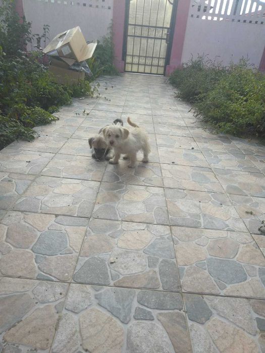 Două cățelușe de talie mică aprox 4 luni