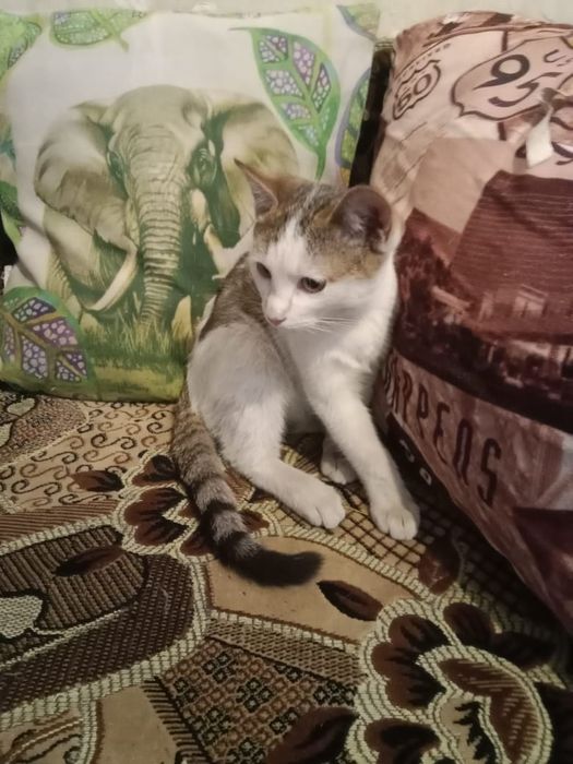 Котёнок даром. Срочно.  Муратбаева гоголя