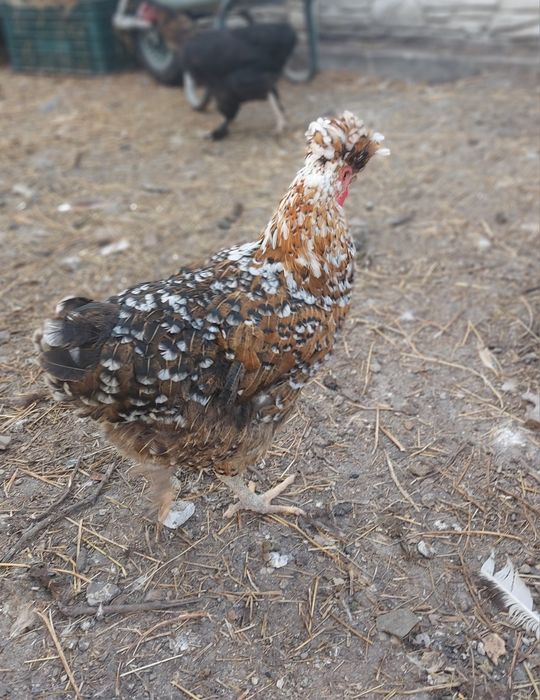 Vând 3 găini sanjak