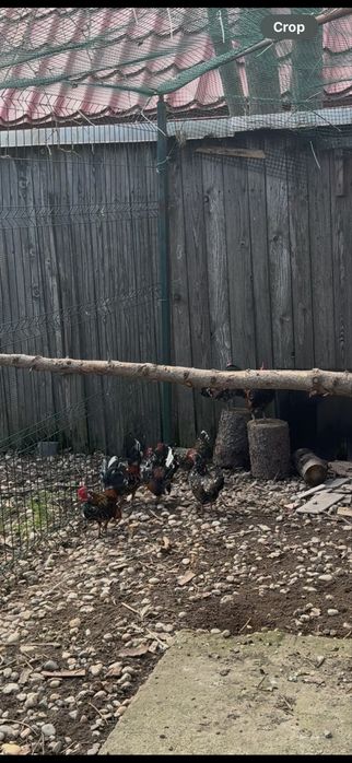 Gaini pitice de vanzare