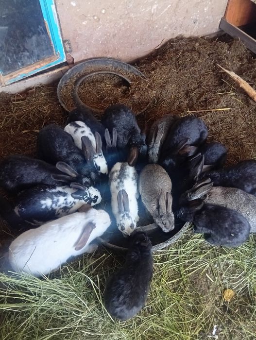 Продам крольчат разные