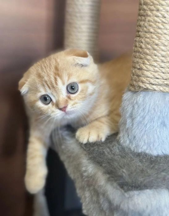 Шотландские вислоухие котята