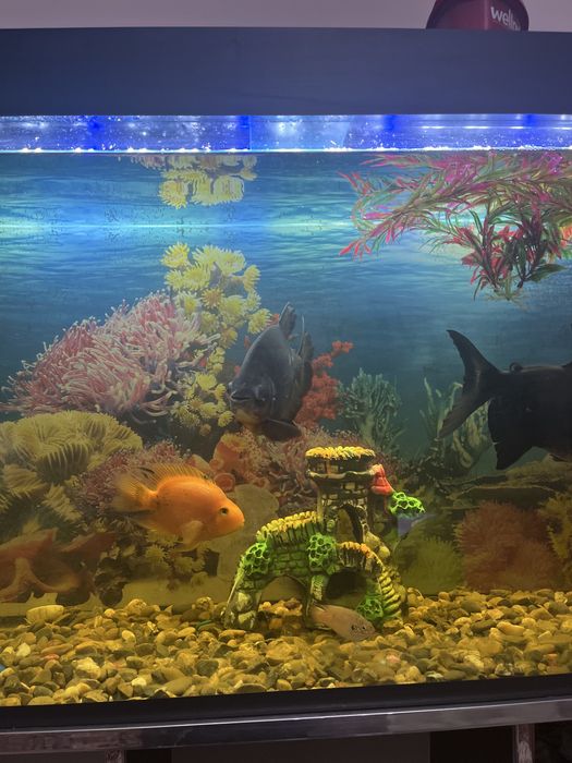 Akvarium baliqlari sotiladi