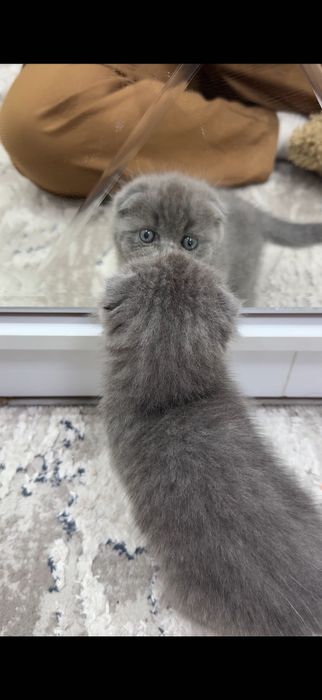 Mushuk (skottish fold)