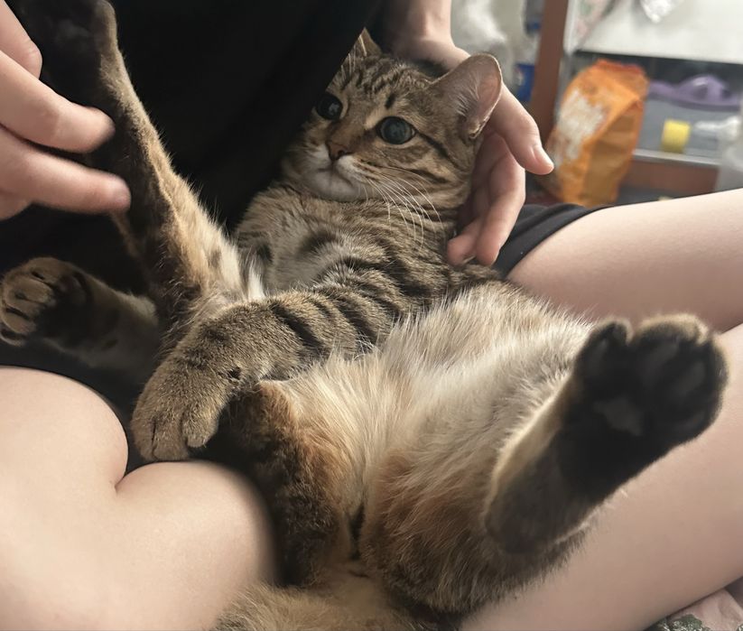 Кошка кошечка отдаю